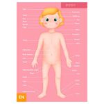 Образователен пъзел Човешкото тяло, 100 части, Eurekakids - Image 2