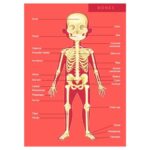 Образователен пъзел Човешкото тяло, 100 части, Eurekakids - Image 3