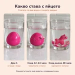 Какво става с яйцето във водата през трите дни