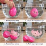 Четири стъпки на излюпване в стъклена купа: яйцето във вода под 35 °C, черупката се пука след 12 до 24 часа, розовият аксолотъл излиза и расте още в прясна вода.